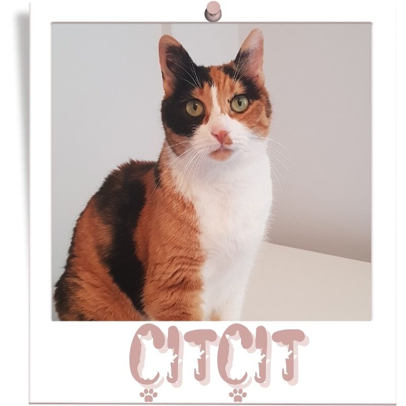 elegans-cadisi-kedileri-citcit