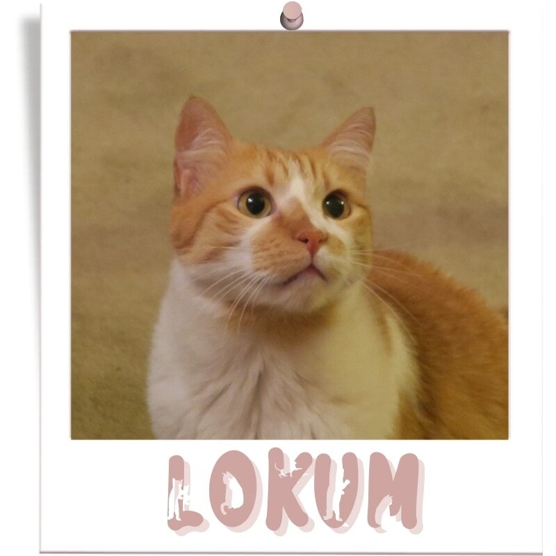 elegans-cadisi-kedileri-lokum