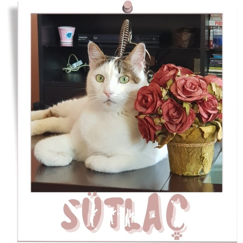 Dünya Kediler Günü için Kaybettiğim Kedim Sütlaç