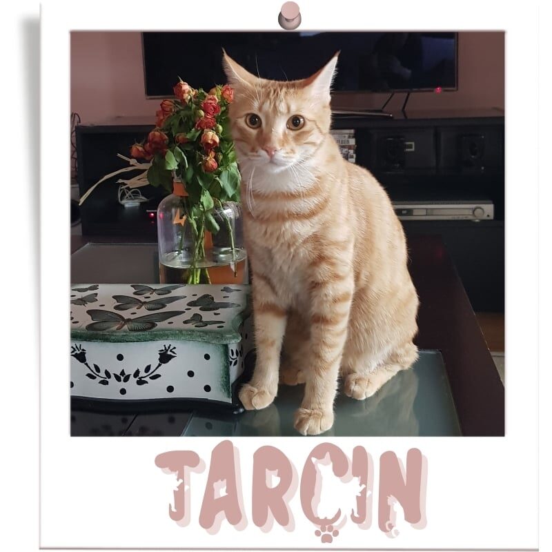 elegans-cadisi-kedileri-tarcin