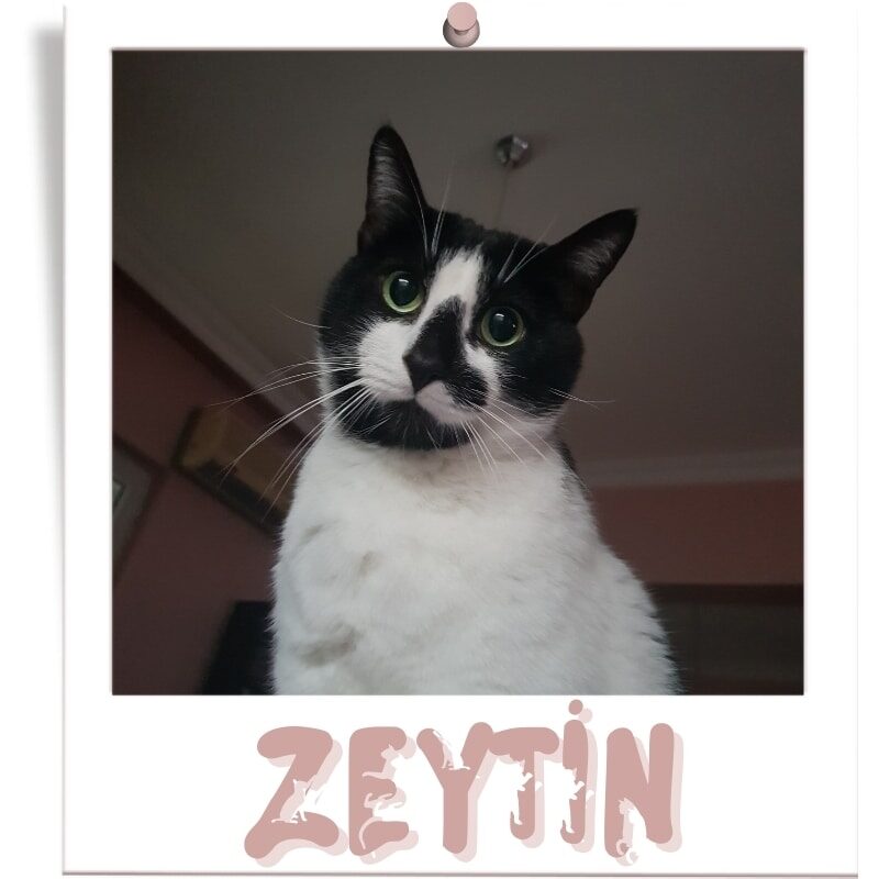 elegans-cadisi-kedileri-zeytin