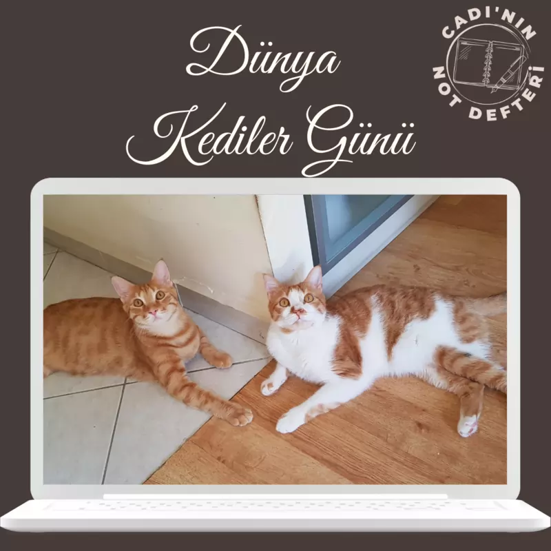 Dünya Kediler Günü İki Sarman Kedi